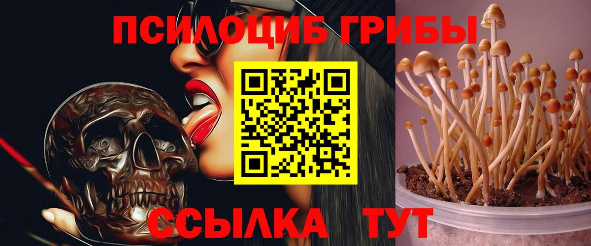 Псилоцибиновые грибы Psilocybe  Вход с VPN  Ефремов 